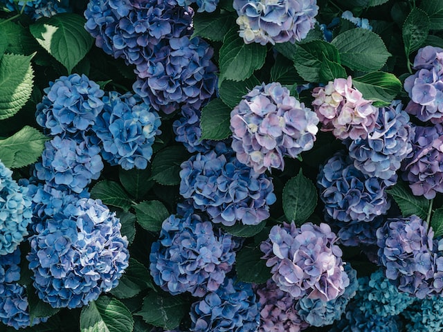 hydrangeas image 1