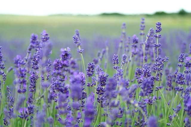 lavender image 1