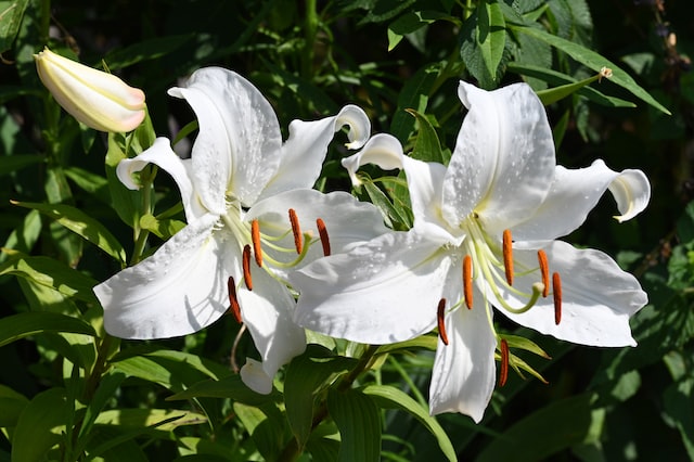 lilies image 1