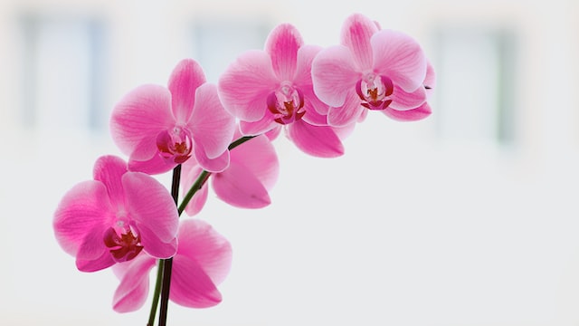 orchid image 1