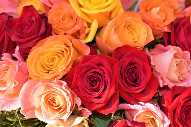 roses image 1