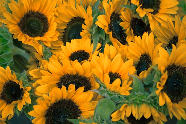 sunflowers image 1