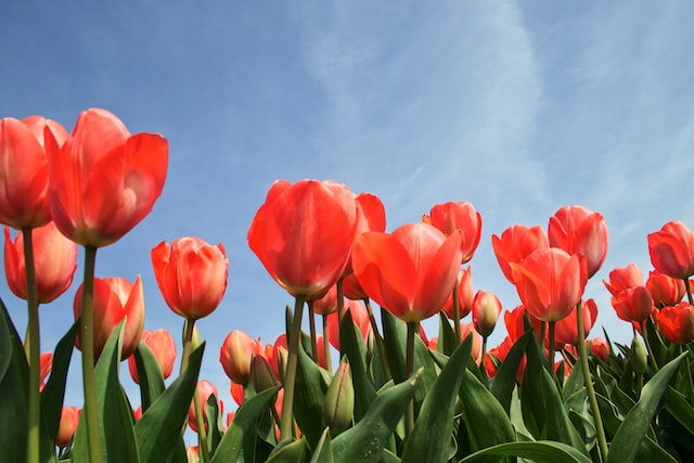 tulip image 1
